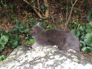 December 1, 2018 - (5) Tokushima Central Park IMG_9019