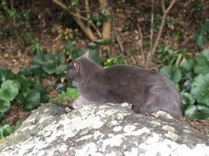 December 1, 2018 - (5) Tokushima Central Park IMG_9019_1
