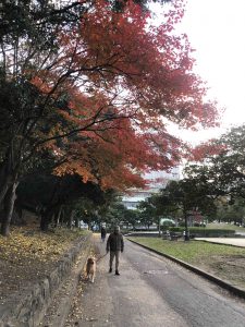 December 1, 2018 - (5) Tokushima Central Park IMG_9022