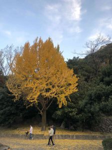 December 1, 2018 - (5) Tokushima Central Park IMG_9025