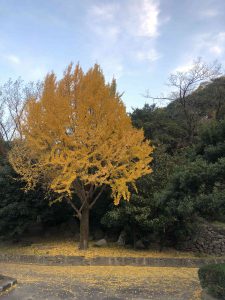 December 1, 2018 - (5) Tokushima Central Park IMG_9026