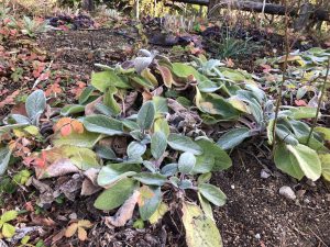 December 2, 2018 - (4) Mount Rokko IMG_1150
