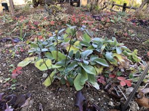 December 2, 2018 - (4) Mount Rokko IMG_1151