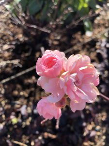 December 2, 2018 - (4) Mount Rokko IMG_9105