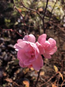 December 2, 2018 - (4) Mount Rokko IMG_9107