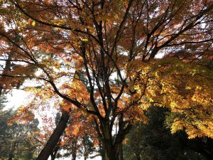 November 27, 2018 - (3) Kohfukuji Temple IMG_0275