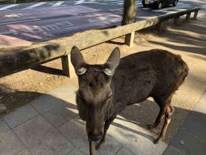 November 27, 2018 - (3) Kohfukuji Temple IMG_0277