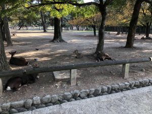 November 27, 2018 - (3) Kohfukuji Temple IMG_0280