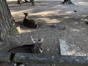 November 27, 2018 - (3) Kohfukuji Temple IMG_0281