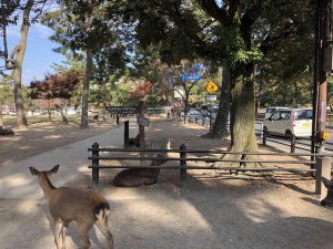 November 27, 2018 - (3) Kohfukuji Temple IMG_0295