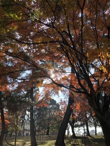 November 27, 2018 - (3) Kohfukuji Temple IMG_7929