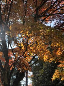 November 27, 2018 - (3) Kohfukuji Temple IMG_7931