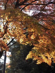 November 27, 2018 - (3) Kohfukuji Temple IMG_7932