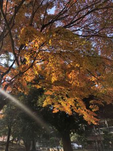 November 27, 2018 - (3) Kohfukuji Temple IMG_7933