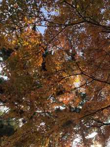 November 27, 2018 - (3) Kohfukuji Temple IMG_7934