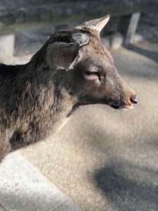 November 27, 2018 - (3) Kohfukuji Temple IMG_7936