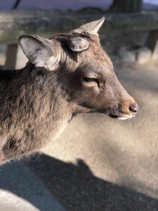 November 27, 2018 - (3) Kohfukuji Temple IMG_7937