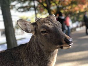 November 27, 2018 - (3) Kohfukuji Temple IMG_7939
