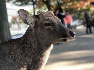 November 27, 2018 - (3) Kohfukuji Temple IMG_7940
