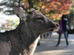November 27, 2018 - (3) Kohfukuji Temple IMG_7941