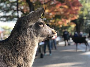 November 27, 2018 - (3) Kohfukuji Temple IMG_7942