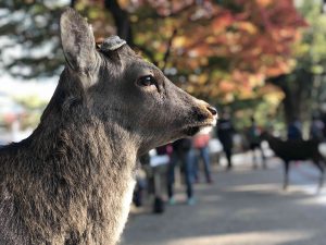 November 27, 2018 - (3) Kohfukuji Temple IMG_7943