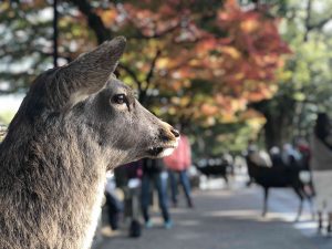 November 27, 2018 - (3) Kohfukuji Temple IMG_7944