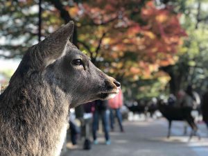November 27, 2018 - (3) Kohfukuji Temple IMG_7945