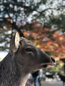 November 27, 2018 - (3) Kohfukuji Temple IMG_7946