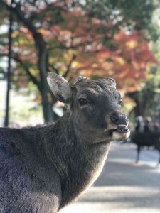 November 27, 2018 - (3) Kohfukuji Temple IMG_7947