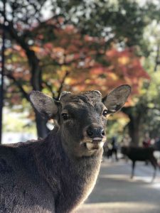 November 27, 2018 - (3) Kohfukuji Temple IMG_7948