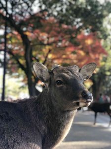 November 27, 2018 - (3) Kohfukuji Temple IMG_7949