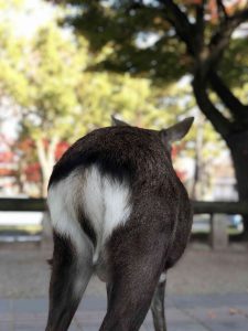 November 27, 2018 - (3) Kohfukuji Temple IMG_7950