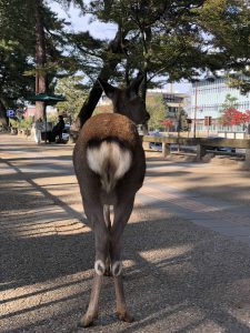 November 27, 2018 - (3) Kohfukuji Temple IMG_7953