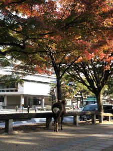 November 27, 2018 - (3) Kohfukuji Temple IMG_7954