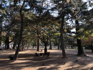November 27, 2018 - (3) Kohfukuji Temple IMG_7955