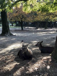 November 27, 2018 - (3) Kohfukuji Temple IMG_7956