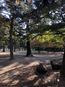 November 27, 2018 - (3) Kohfukuji Temple IMG_7958