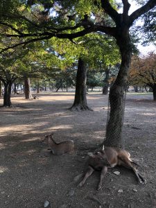 November 27, 2018 - (3) Kohfukuji Temple IMG_7959