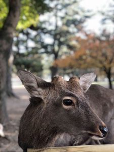 November 27, 2018 - (3) Kohfukuji Temple IMG_7962