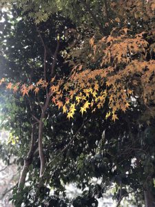 November 27, 2018 - (3) Kohfukuji Temple IMG_7973_1