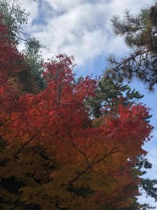 November 27, 2018 - (3) Kohfukuji Temple IMG_7974_1