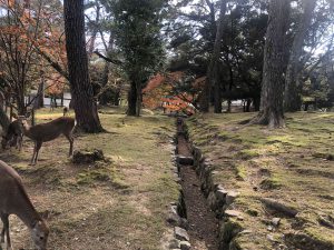 November 27, 2018 - (3) Kohfukuji Temple IMG_7976
