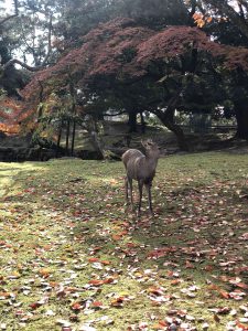 November 27, 2018 - (3) Kohfukuji Temple IMG_7978