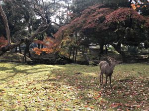 November 27, 2018 - (3) Kohfukuji Temple IMG_7979_1