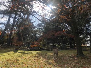 November 27, 2018 - (3) Kohfukuji Temple IMG_7981