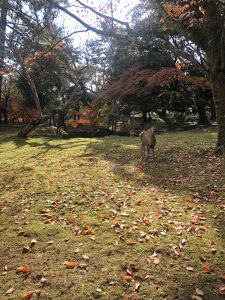 November 27, 2018 - (3) Kohfukuji Temple IMG_7985