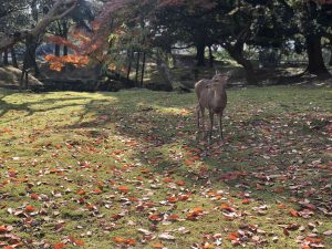 November 27, 2018 - (3) Kohfukuji Temple IMG_7987_1