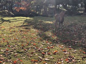 November 27, 2018 - (3) Kohfukuji Temple IMG_7988_1