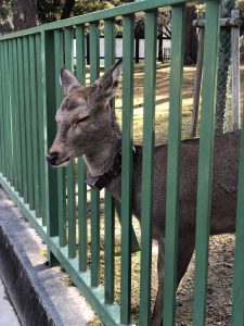 November 27, 2018 - (3) Kohfukuji Temple IMG_7989